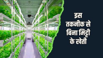 इजरायली तकनीक से बिना मिट्टी के खेती