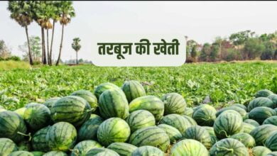 तरबूज की खेती
