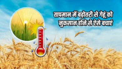 तापमान बढ़ने से गेहूं को हो सकता है नुकसान