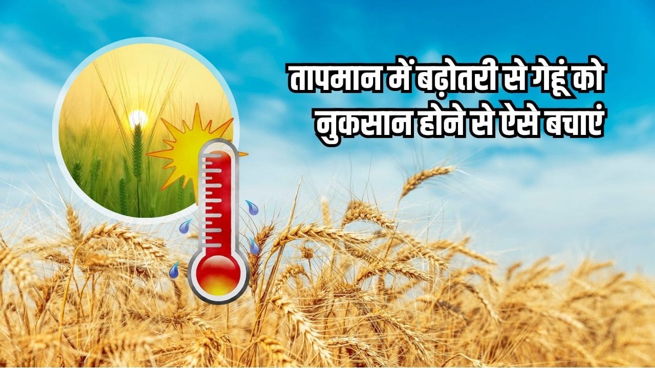 तापमान बढ़ने से गेहूं को हो सकता है नुकसान