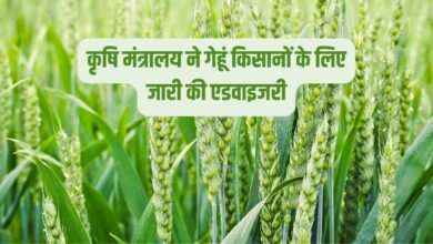 कृषि मंत्रालय ने गेहूं किसानों के लिए जारी की एडवाइजरी