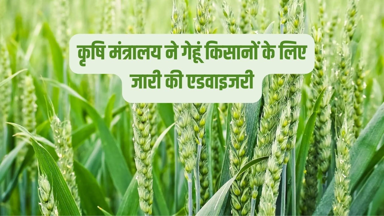 कृषि मंत्रालय ने गेहूं किसानों के लिए जारी की एडवाइजरी