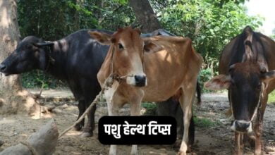 पशु हेल्थ टिप्स