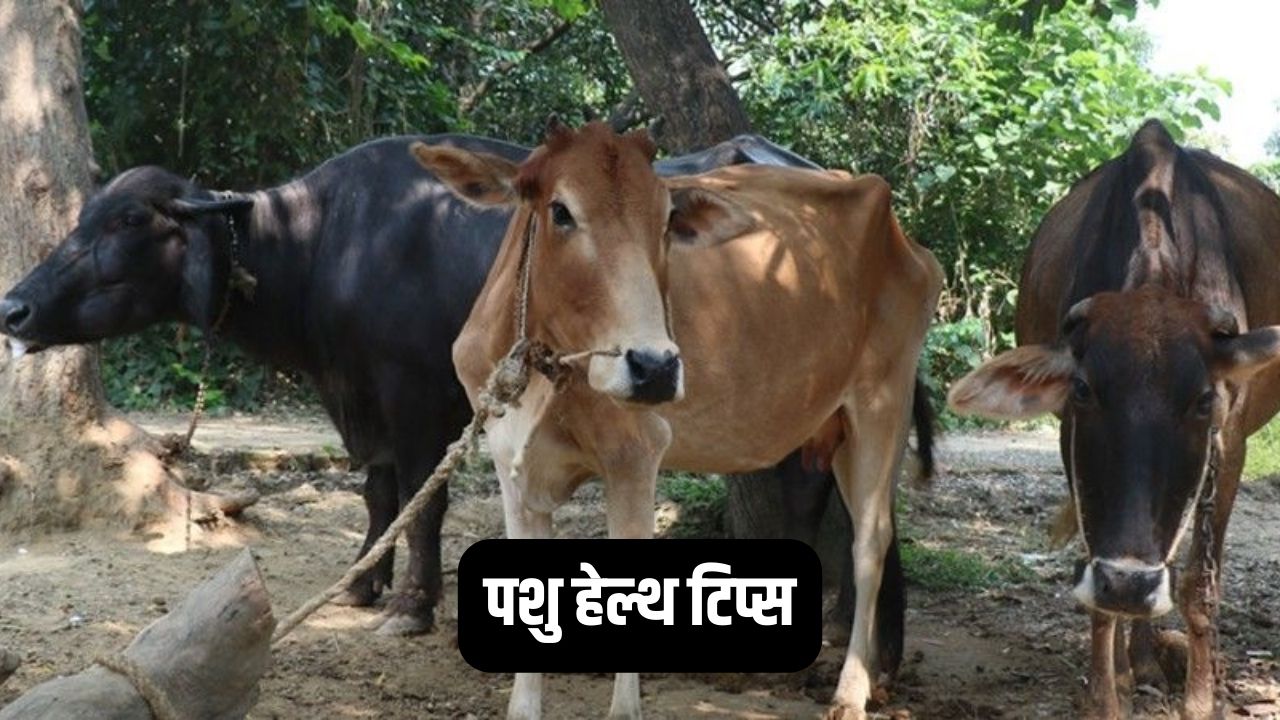 पशु हेल्थ टिप्स