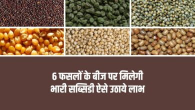 6 फसलों के बीज पर मिलेगी भारी सब्सिडी