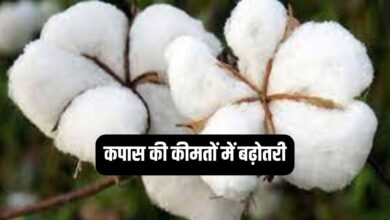 Increase in cotton prices