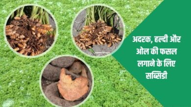 अदरक, हल्दी और ओल की फसल लगाने के लिए सब्सिडी