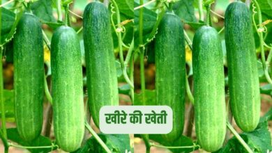 जायद सीजन में करें खीरे की खेती, कम लागत में मिलेगा बंपर मुनाफा