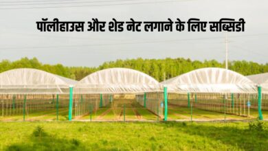 Government Scheme: पॉलीहाउस और शेड नेट के लिए सरकार दे रही सब्सिडी
