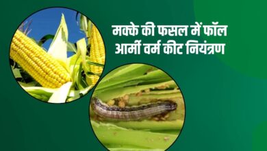 मक्के की फसल पर बढ़ा फॉल आर्मी वर्म कीट का हमला, जानें बचाव के उपाय
