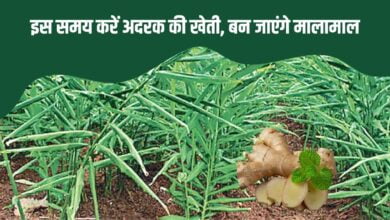अदरक की खेती