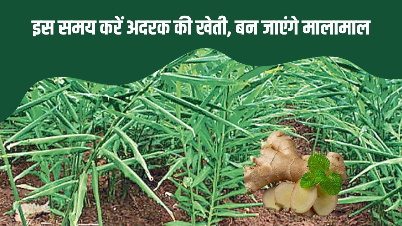 अदरक की खेती