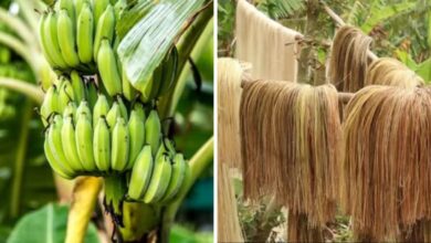 Banana Farming: केले के रेशे से भी बनते हैं कई प्रोडक्ट, किसानों के लिए बना कमाई का जरिया