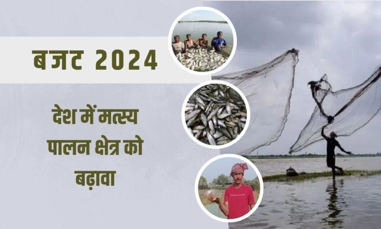 बजट 2024: बजट में मछली पालन के लिए बड़े ऐलान