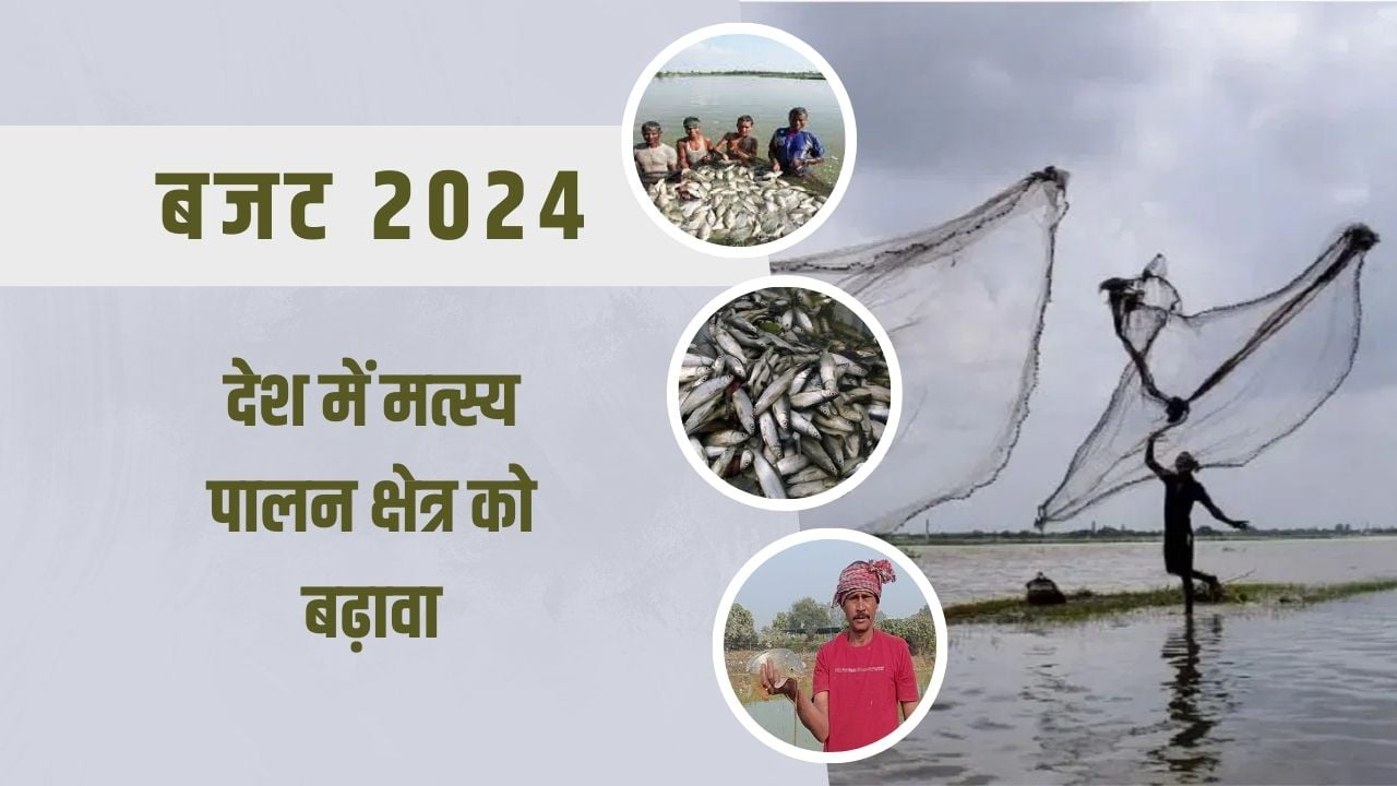 बजट 2024: बजट में मछली पालन के लिए बड़े ऐलान