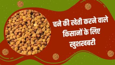 चने की कीमतों में जबरदस्त उछाल, कीमत 10,000 रुपये प्रति क्विंटल के पार
