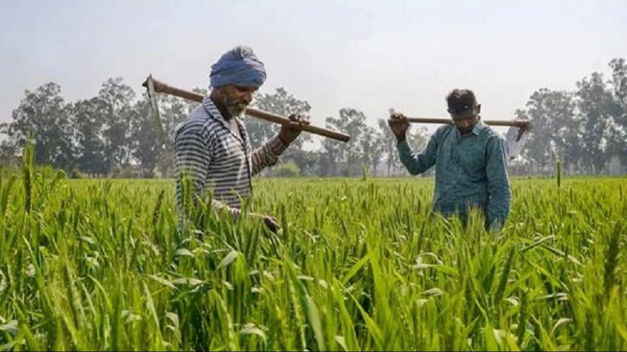 धान की खेती