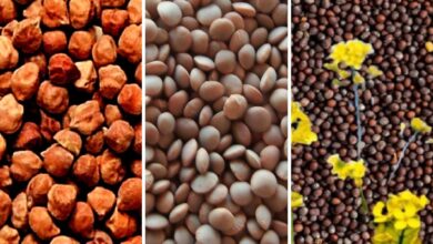 चना, मसूर एवं सरसों समर्थन मूल्य MSP पर बेचने के लिए पंजीयन, 20 फरवरी से शुरू