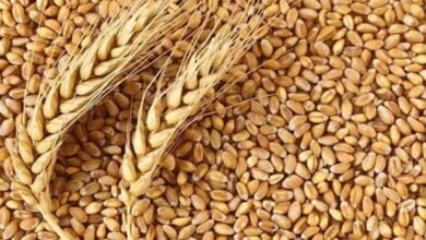 किसानों को गेहूं पर मिलेगा 125 रुपए प्रति क्विंटल बोनस, रजिस्ट्रेशन शुरू