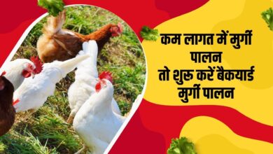 बैकयार्ड मुर्गी पालन