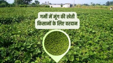 मूंग की खेती के लिए गर्मी का समय बेहतर, अच्छे उत्पादन के लिए बीजोपचार के बाद ही बुआई करें