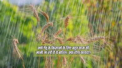 गेहूं किसानों के लिए यह बारिश बेहद फायदेमंद क्यों है और इससे क्या फायदे होंगे (1)