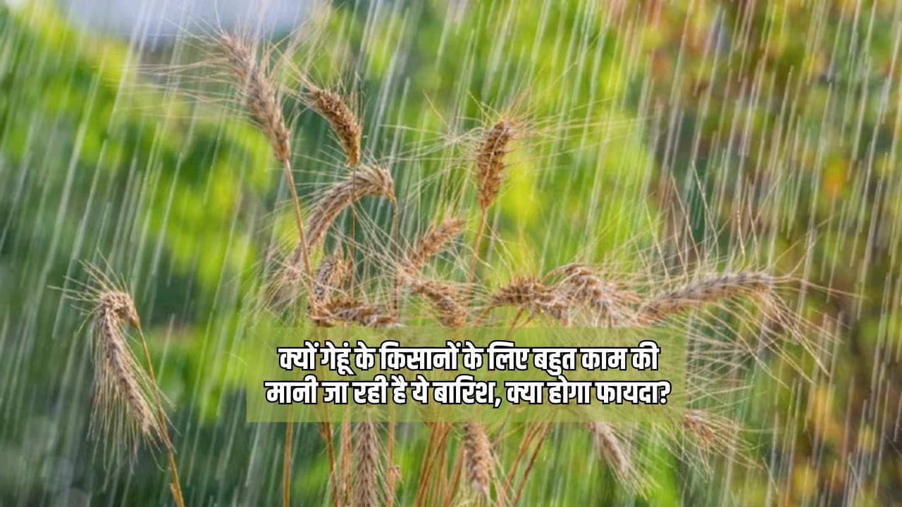 गेहूं किसानों के लिए यह बारिश बेहद फायदेमंद क्यों है और इससे क्या फायदे होंगे (1)