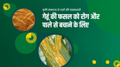गेहूं की फसल को बीमारी और पाले से बचाव के लिए कृषि मंत्रालय ने जारी की एडवाइजरी