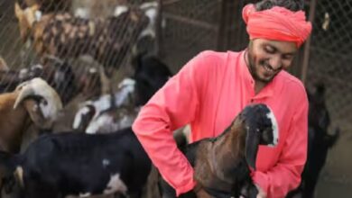 बरसात में बकरियों की देखभाल जरूरी