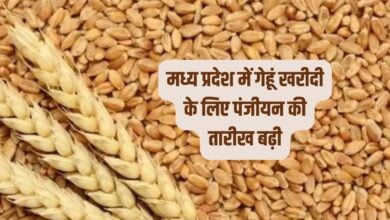 मध्य प्रदेश में गेहूं खरीदी के लिए पंजीयन की तारीख बढ़ी