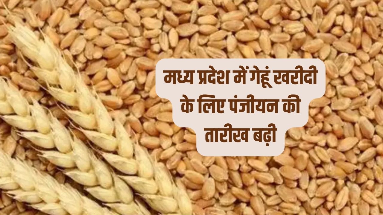 मध्य प्रदेश में गेहूं खरीदी के लिए पंजीयन की तारीख बढ़ी