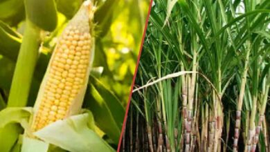 मक्का और गन्ने की खेती के लिए किसानों को सब्सिडी