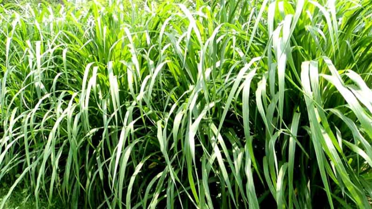 नेपियर घास की खेती Cow Fodder गाय का चारा