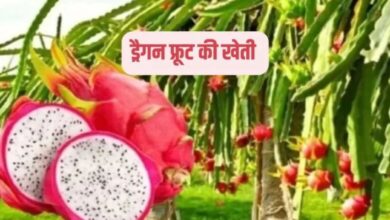ड्रैगन फ्रूट की खेती