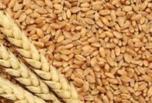 धान किसानों को राहत राशि