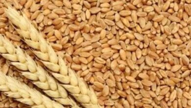 सरकार ने किसानों के लिए गेहूं खरीद पर बोनस का ऐलान किया