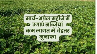 सब्जियों की खेती Vegetable Farming