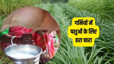 गर्मियों के दौरान दुधारू पशुओं का दूध बढ़ाने के लिए इस तरह तैयार करें सस्ता हरा चारा