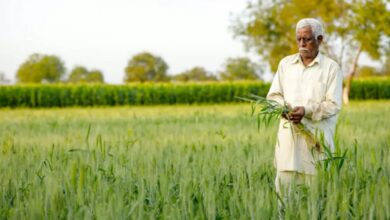 खरीफ फसलों के लिए सुनहरा मौका: अगस्त में करें ये जरूरी कृषि कार्य