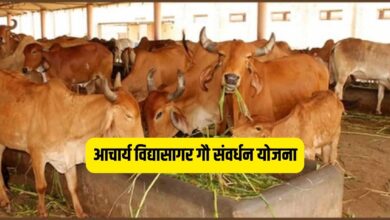 आचार्य विद्यासागर गौ संवर्धन योजना