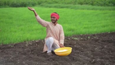 Paddy Farming Tips: धान की रोपाई से पहले अपनी फसल की सुरक्षा कैसे करें, जानिए