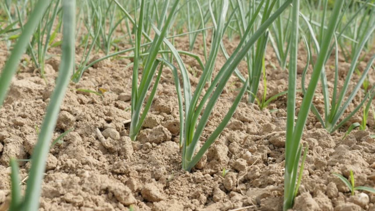 प्याज की खेती Onion cultivation