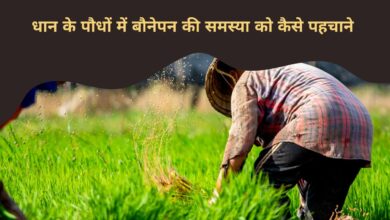 धान के पौधों में बौनेपन की समस्या को कैसे पहचाने