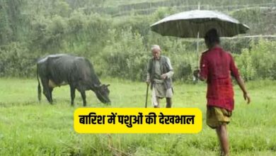 बारिश में पशुओं की देखभाल