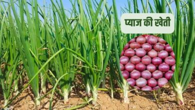 प्याज की खेती
