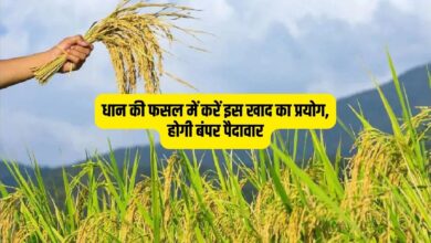 धान की फसल में करें इस खाद का प्रयोग, होगी बंपर पैदावार
