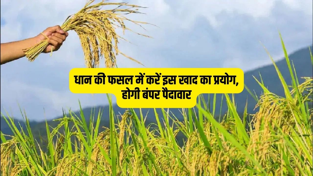 धान की फसल में करें इस खाद का प्रयोग, होगी बंपर पैदावार