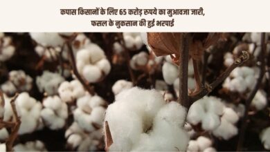 कपास किसानों के लिए 65 करोड़ रुपये का मुआवजा जारी, फसल के नुकसान की हुई भरपाई