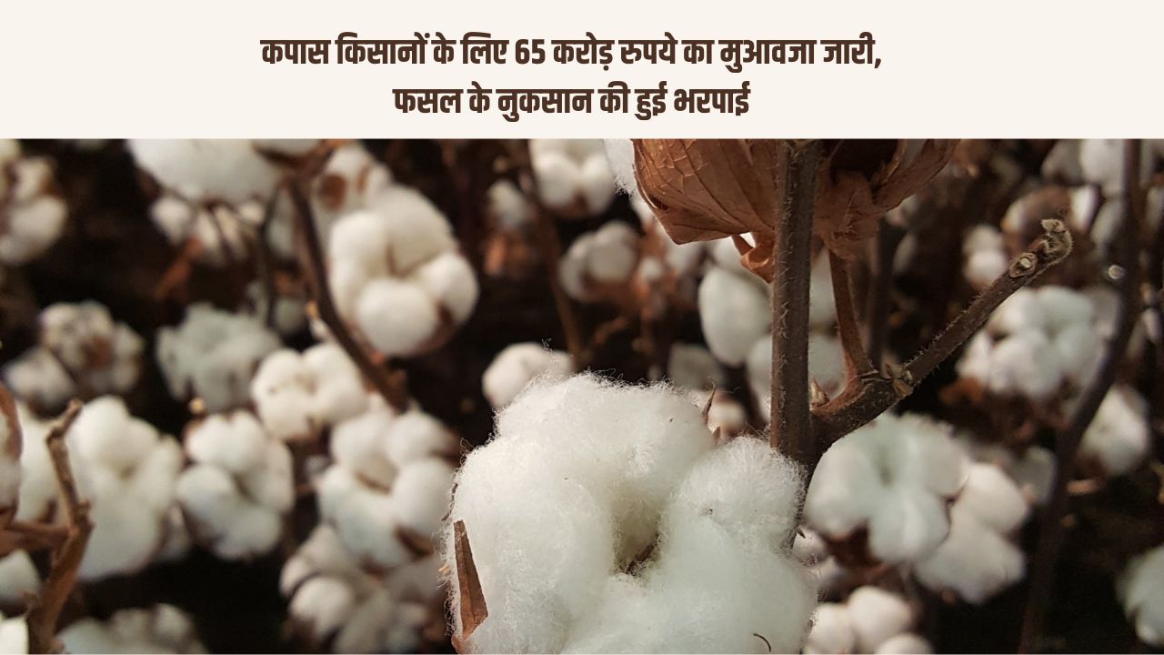 कपास किसानों के लिए 65 करोड़ रुपये का मुआवजा जारी, फसल के नुकसान की हुई भरपाई