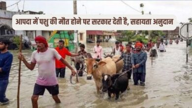 आपदा में पशु की मौत होने पर सरकार देती है सहायता अनुदान
